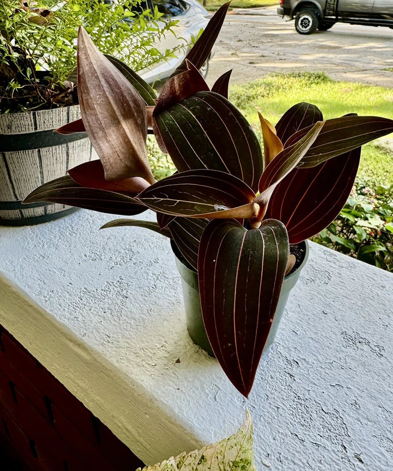 jewel orchid plant,jewel orchid plant Orchids