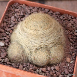 D5170 MAMMILLARIA LENTA MULTIHEADS pot10-H5-W7 cm MaMa Cactus Green Plant