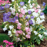 300 seeds CANTERBURY BELLS MIX colors Campanula Seeds from my garden + Gift Garden Plants