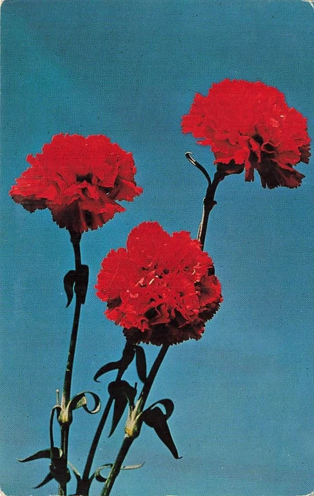 Postcard State Flower Scarlett Carnation Ohio Carnation