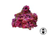 ARK Key Dreams Dry Reef Rock Aragonite, Aquariums Live Anemone