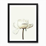 White Peony Flower Art Print Framed Wall Art Poster Canvas Print Picture Peony