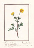 Buttercup Ranunculus Acris Flower Botany Aquarelle Drawing 1830 Ranunculus
