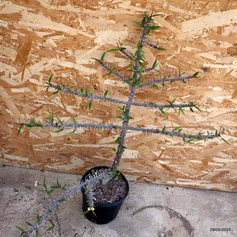 D4436 EUPHORBIA MILII pot16-H58-W59 cm MaMa Cactus Green Plant