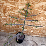 D4436 EUPHORBIA MILII pot16-H58-W59 cm MaMa Cactus Green Plant