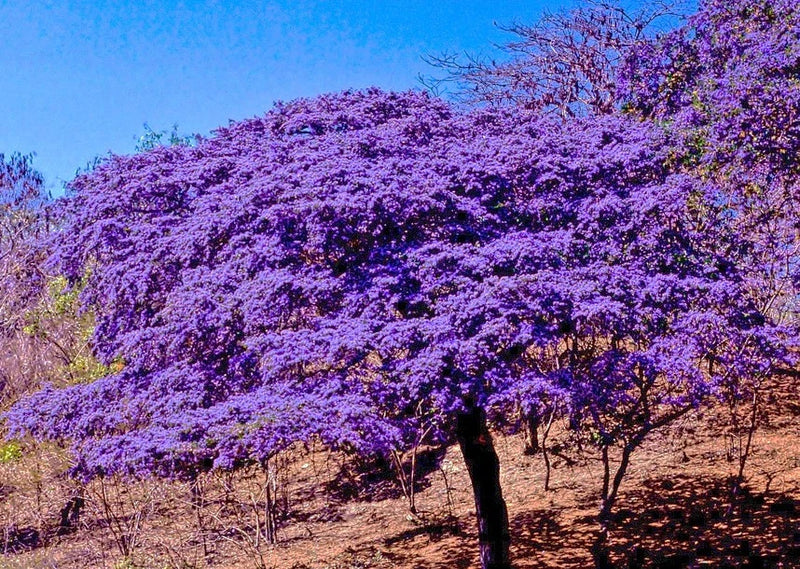 Holywood lignum vitae Guaiacum sanctum, Exotic florida wood rare seed 10 seeds Orchids