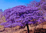 Holywood lignum vitae Guaiacum sanctum, Exotic florida wood rare seed 10 seeds Orchids