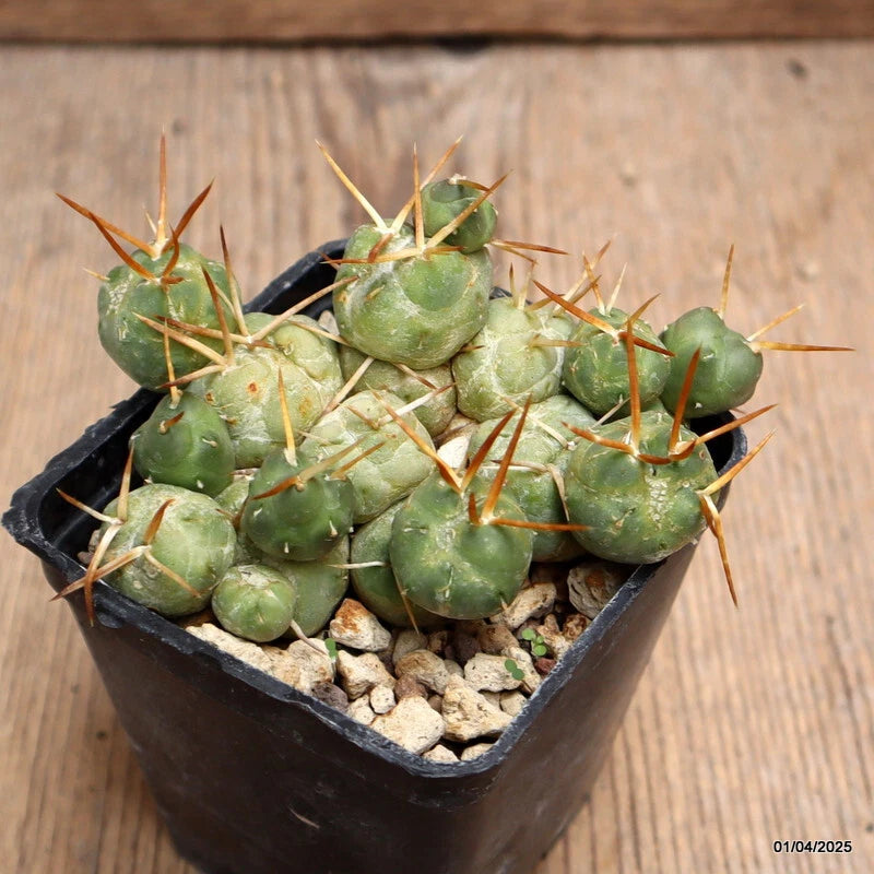 Green cactus plant in black square pot with spines and small pebbles