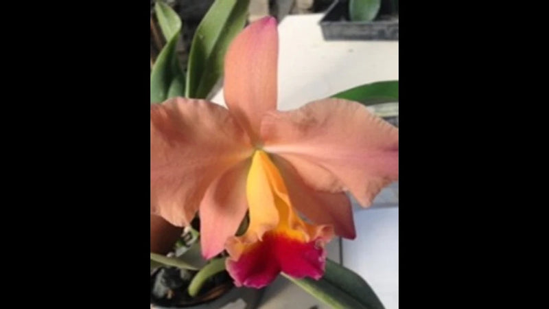 Peach Cattleya orchid flower with yellow center and red lip