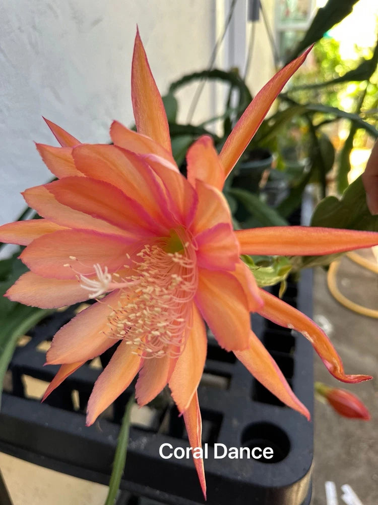 Coral orange epiphyllum orchid flower cutting with long petals and central stamens