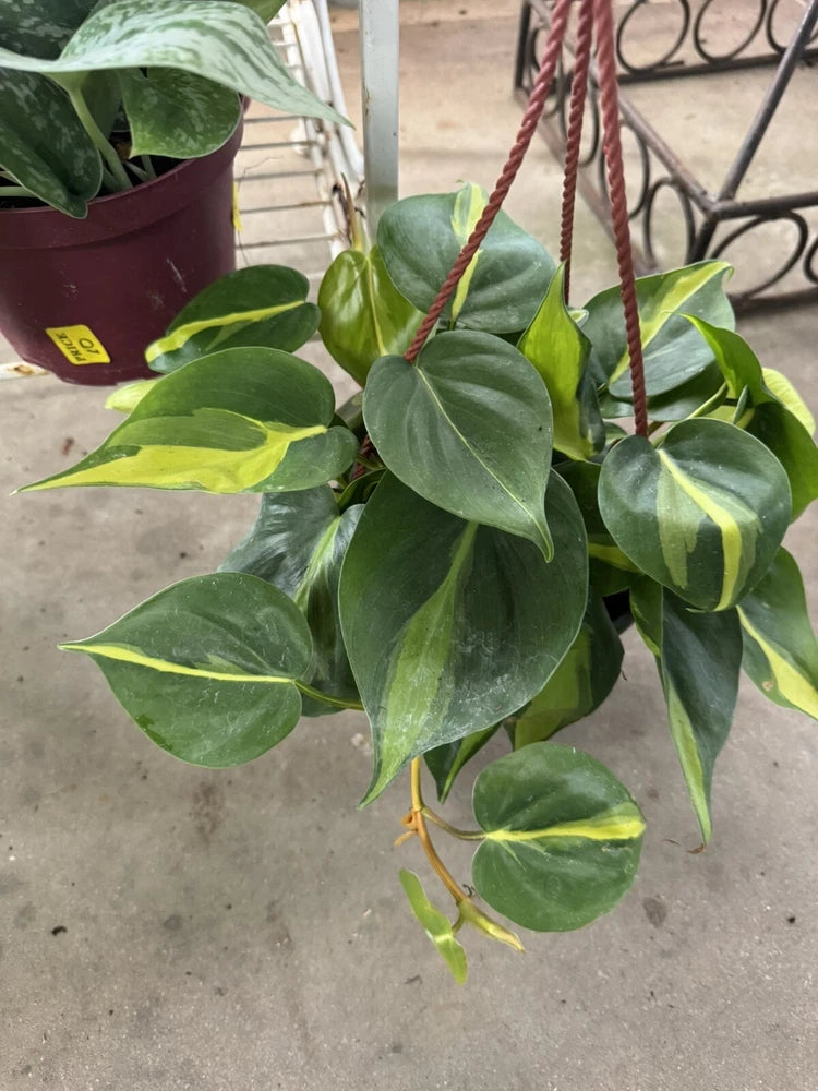 Philodendron hederaceum Brasil indoor plant with glossy green heart-shaped leaves