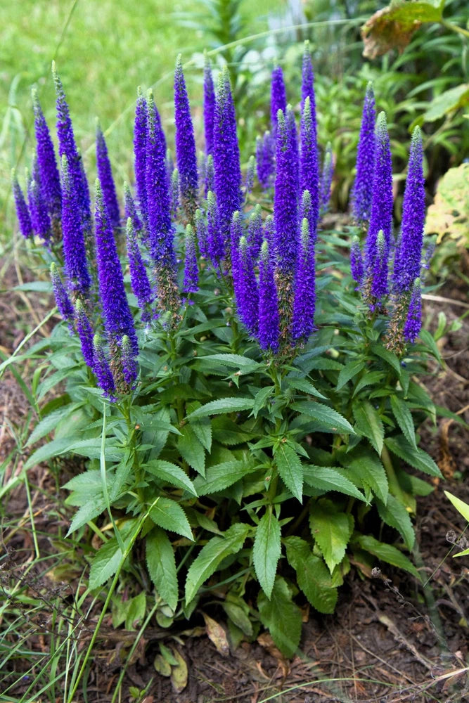 50 Mixed Colors VERONICA SIGHTSEEING MIXTURE (Spike Speedwell) Veronica Spicata Flowering Plants