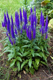 50 Mixed Colors VERONICA SIGHTSEEING MIXTURE (Spike Speedwell) Veronica Spicata Flowering Plants