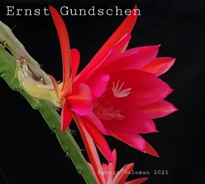Epiphyllum 'Ernst Gundschen' orchid cactus cutting with red-pink flower