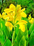 10 DWARF YELLOW CANNA SEEDS Garden Plants