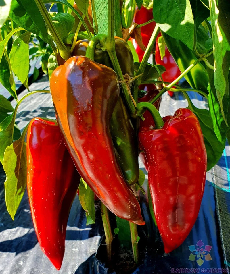 25+ Elephant Ears Sweet Pepper Seeds for Garden Planting - USA - FREE SHIPPING! Garden Plants
