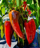 25+ Elephant Ears Sweet Pepper Seeds for Garden Planting - USA - FREE SHIPPING! Garden Plants