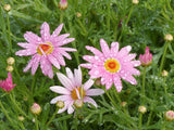 200+ Pink Marguerite Daisy Seeds for Garden Planting - USA - FREE SHIPPING! Garden Plants