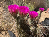 BEAUTIFUL PINK FLOWERS!! Hedgehog Cactus Rooted, Live PLant Cactus Cacti Flowering Plants