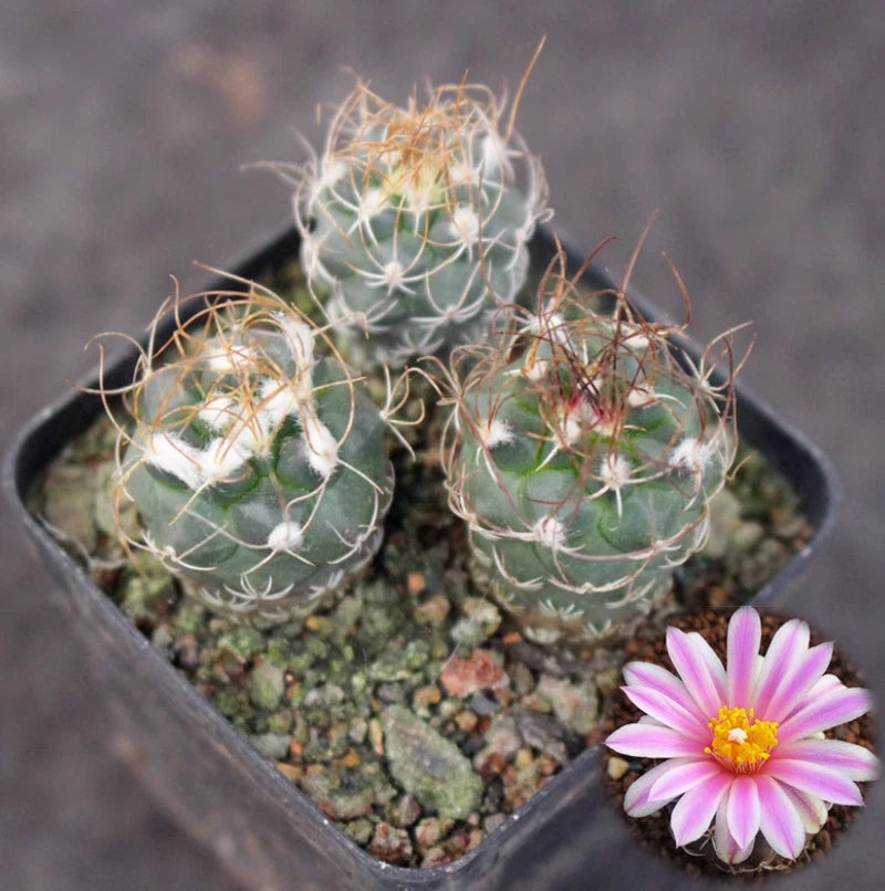 3PCS Turbinicarpus pseudomacrochele Flowering plants cactus Succulent Plant Flowering Plants