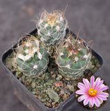 3PCS Turbinicarpus pseudomacrochele Flowering plants cactus Succulent Plant Flowering Plants