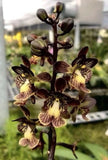 Oeceoclades saundersiana VERY RARE Orchid Species TERRESTRIAL Orchids