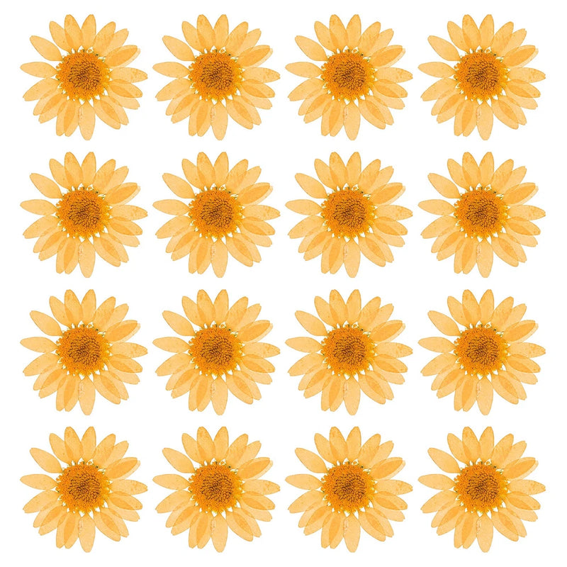 48 Pcs Dried Pressed Flower Natural Dried Daisy Flower,Orange Daisies