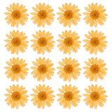 48 Pcs Dried Pressed Flower Natural Dried Daisy Flower,Orange Daisies