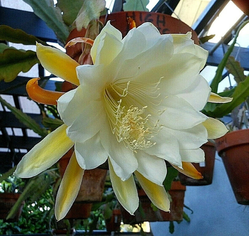 Orchid cactus flower with large white ruffled petals and pale yellow stamens
