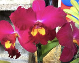 Jerry Rehfield ÔParadise FuchsiaÕ Orchid Seedling Orchids
