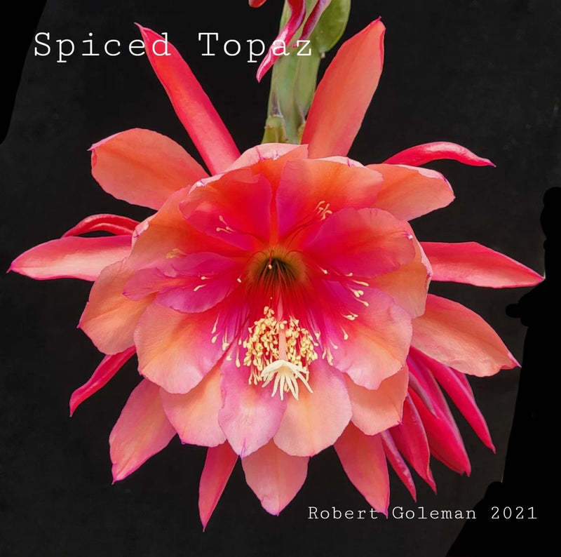 Epiphyllum orchid cactus flower with coral-pink petals and yellow stamens