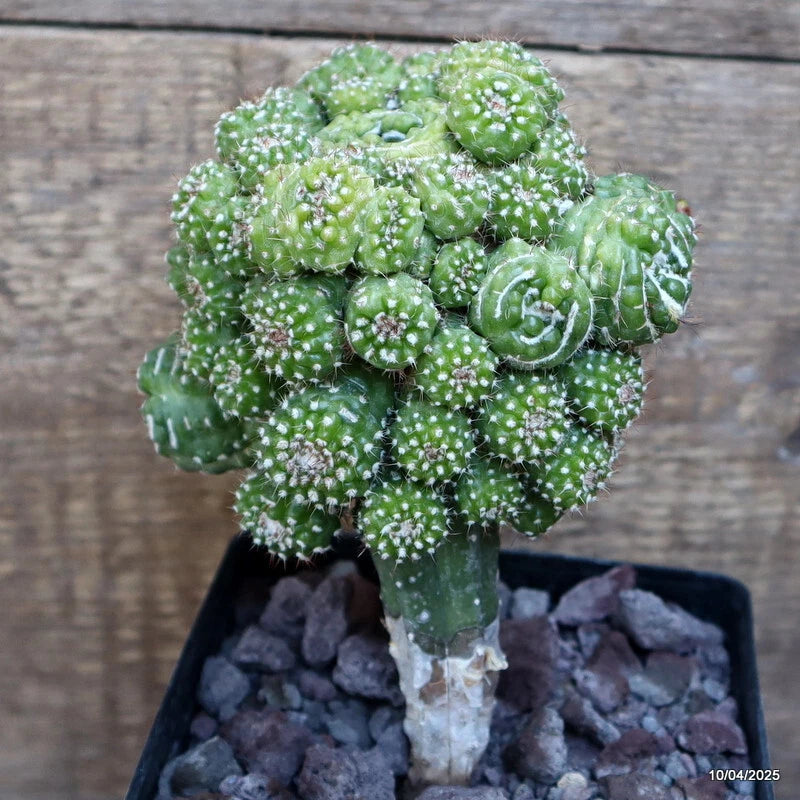 Grafted green cactus plant with white spines in black pot with gray stones