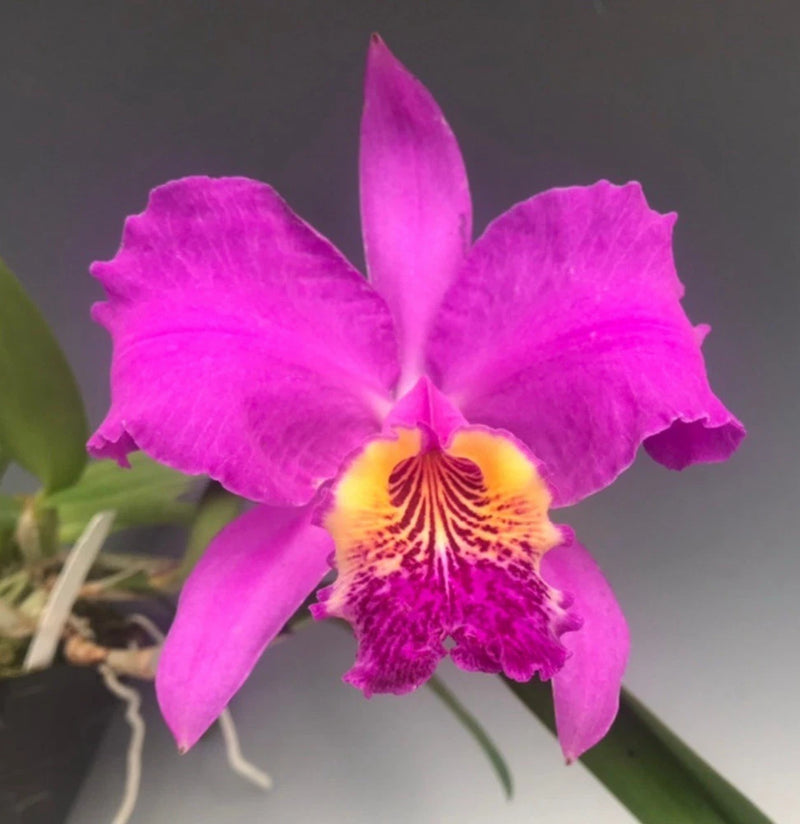 Pink-purple orchid bloom with yellow throat and magenta striping
