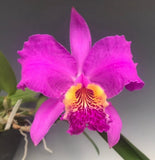 Cattley luddeumannina var rubra Orchids