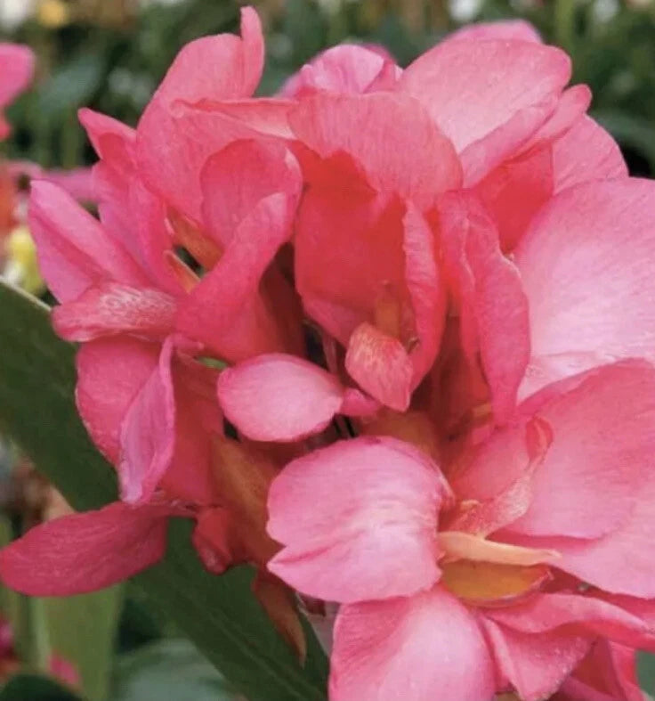 Bright pink lily blossoms, clustered on green stems