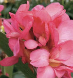Canna Pink Lily Princess Pink Hawaiian  Lot Of (3)Rhizomes  Bright Pink Flower Lily