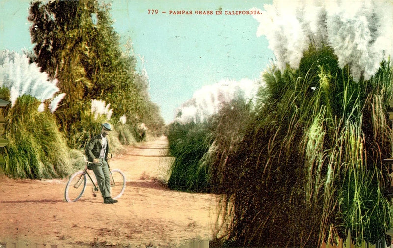 Pampas Grass Road with Cyclist, c1910, California, Edward H. Mitchell, History Pampas Grass