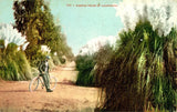 Pampas Grass Road with Cyclist, c1910, California, Edward H. Mitchell, History Pampas Grass