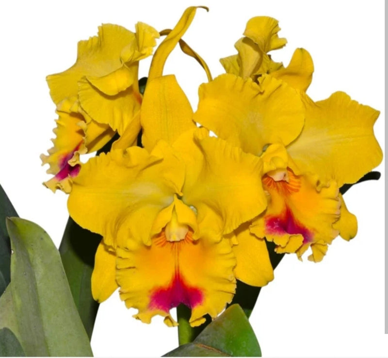 Lemon-yellow fragrant orchid with ruffled blooms and red-orange centers, green leaves