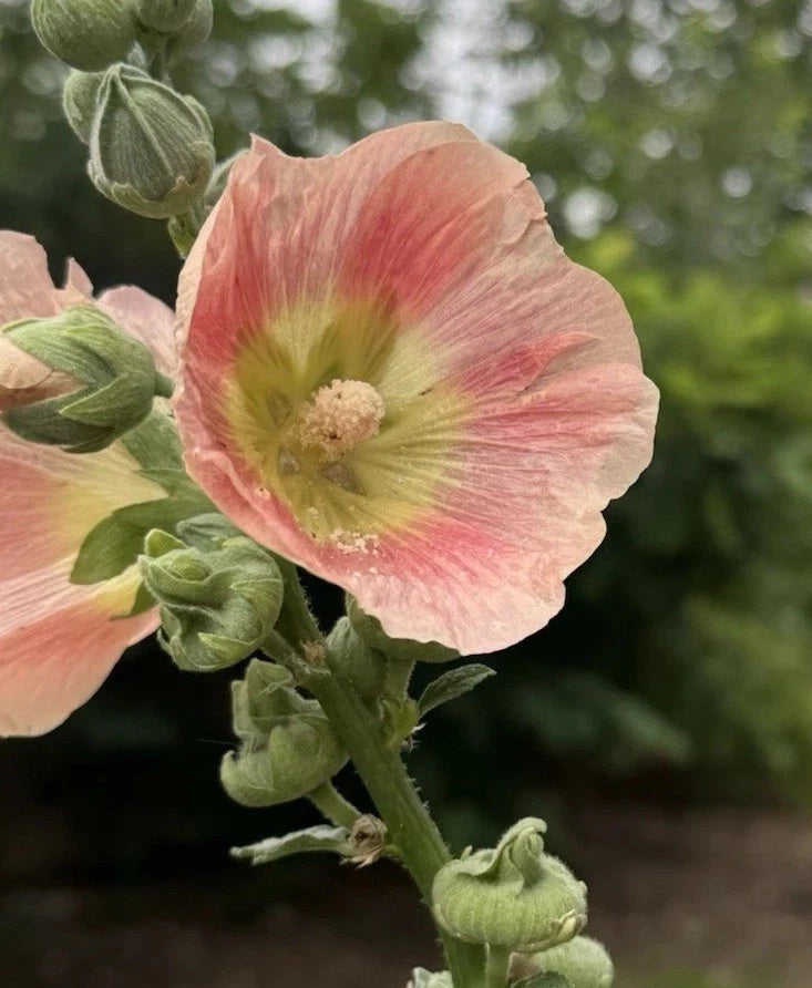 Hollyhock Seeds Peach Pale Orange Perennial Cottage Garden Flowers Pastel Garden Plants