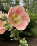 Hollyhock Seeds Peach Pale Orange Perennial Cottage Garden Flowers Pastel Garden Plants
