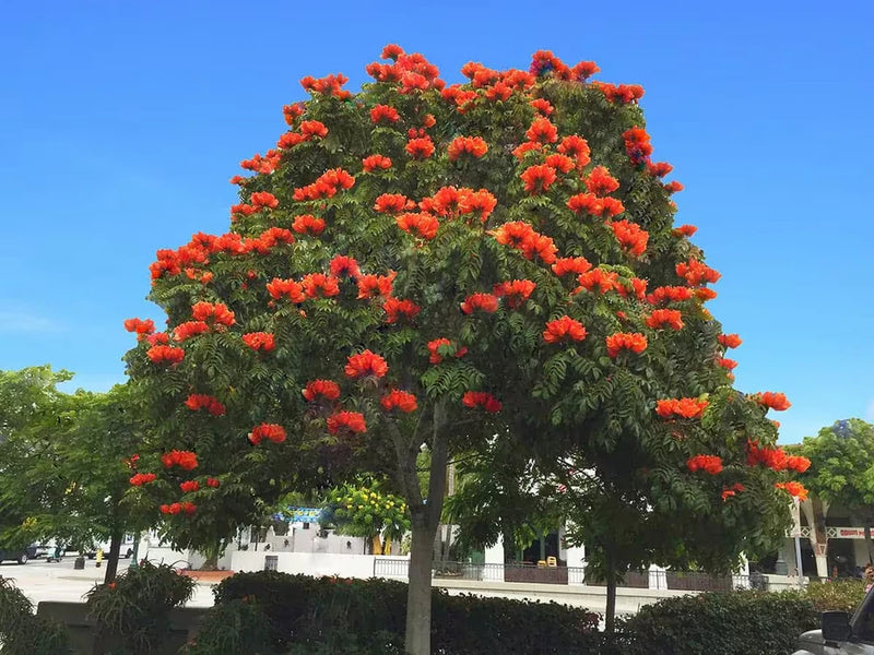 Spathodea campanulata rare african tulip tree flowering seed pack 10 seeds Orchids