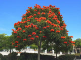 Spathodea campanulata rare african tulip tree flowering seed pack 10 seeds Orchids