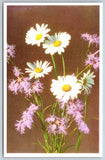 Flowers~Carnations & Alpine Ox-Eye Daisy~Printed In Belgium~Mainzer Vtg Postcard Carnation