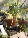 Orchid live Dendrobium tetragonum album - potted Orchids