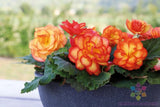 25+ Tuberous Begonia Seeds for Garden Planting - USA - FREE SHIPPING! Garden Plants