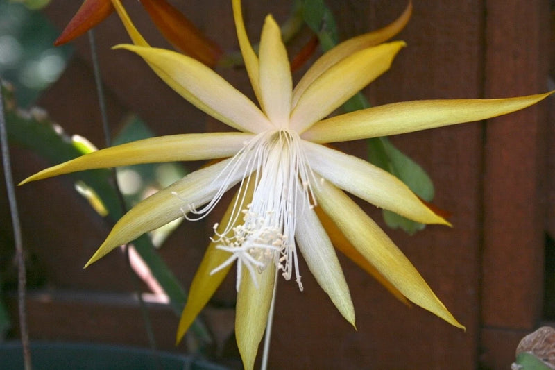 Orchid cactus bloom with long pale yellow petals and white center filaments