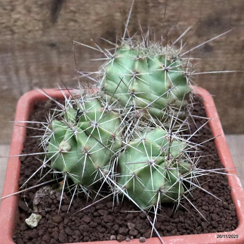 D7523 ECHINOCEREUS ENGELMANNII pot18-H12-W13 cm MaMa Cactus Green Plant