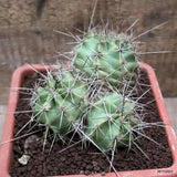 D7523 ECHINOCEREUS ENGELMANNII pot18-H12-W13 cm MaMa Cactus Green Plant