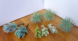 Set of 8 Pieces Mini Artificial Flocking Grass Plants (Gray) Green Plant